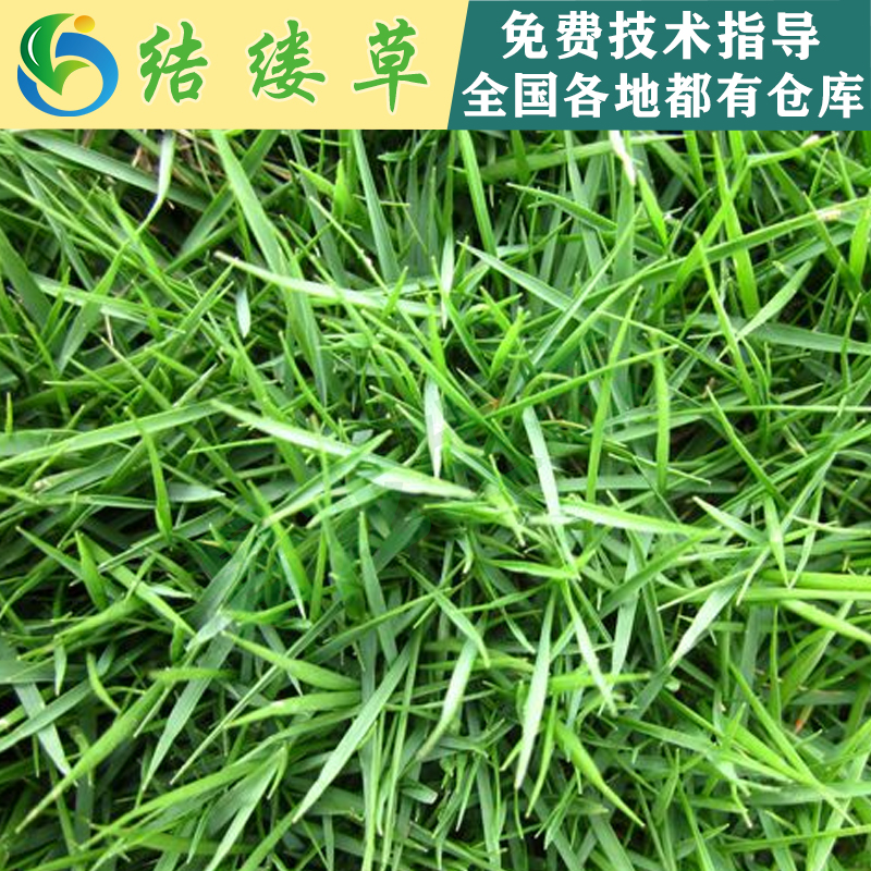 草種-結縷草