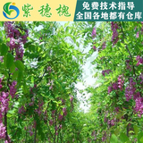 灌木种子-紫穗槐