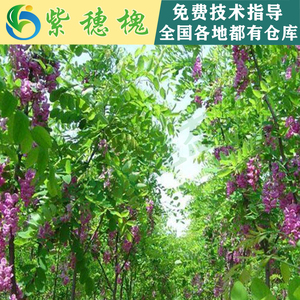 灌木種子-紫穗槐