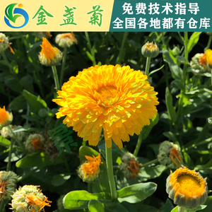花種-金盞菊